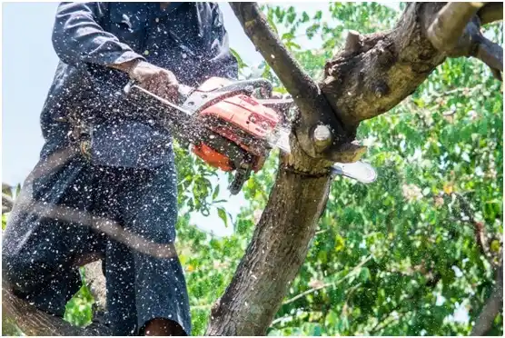 tree services Matamoras